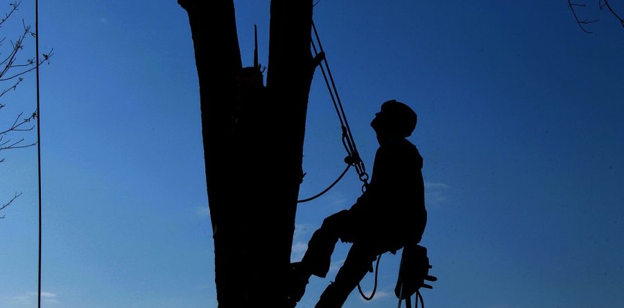 New project to focus on safety of tree work industry